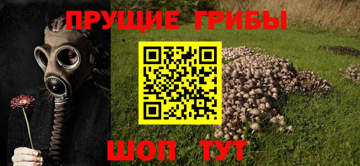 Галлюциногенные грибы прущие грибы Новозыбков
