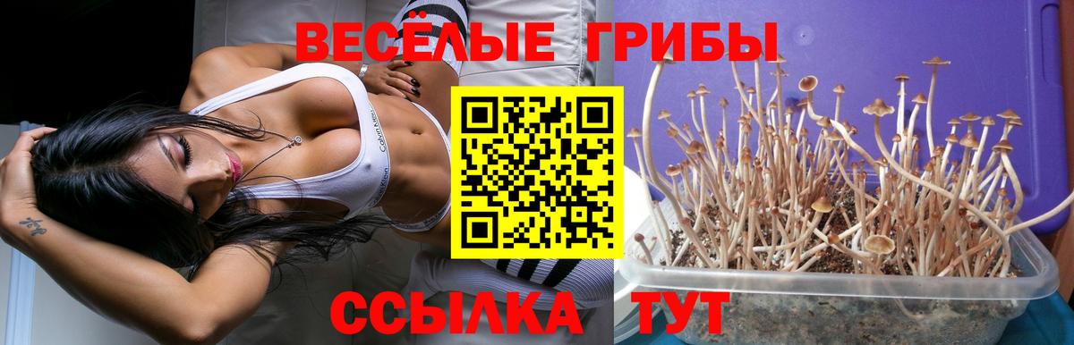 где найти наркотики  Вход с VPN  Новозыбков  Галлюциногенные грибы Psilocybe 